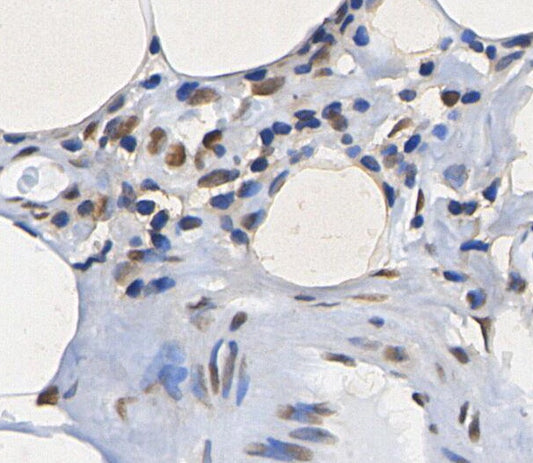 Histone H2A.X Antibody