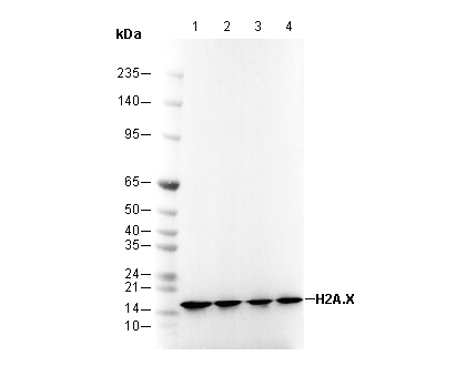 Histone H2A.X Antibody