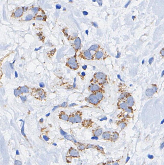 LC3A Antibody