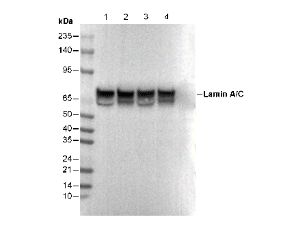 Lamin A/C Antibody