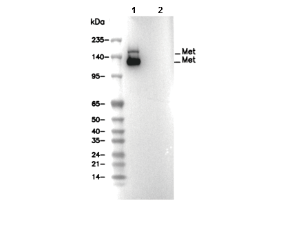 Met Antibody