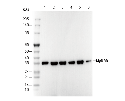 MyD88 Antibody