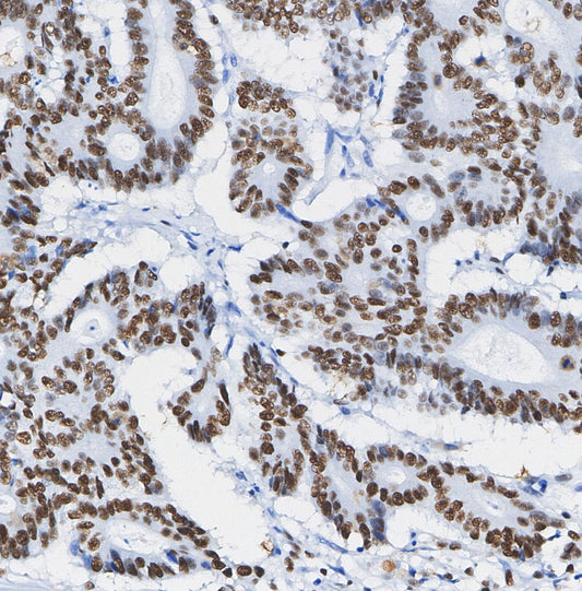 Nanog Antibody