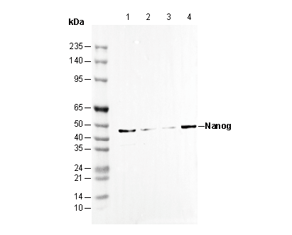 Nanog Antibody
