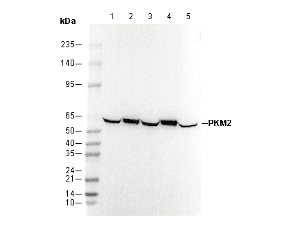 PKM2 Antibody