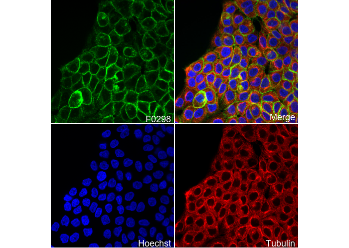 Phospho-EGF Receptor (Tyr1068) Antibody