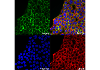 Phospho-EGF Receptor (Tyr1068) Antibody