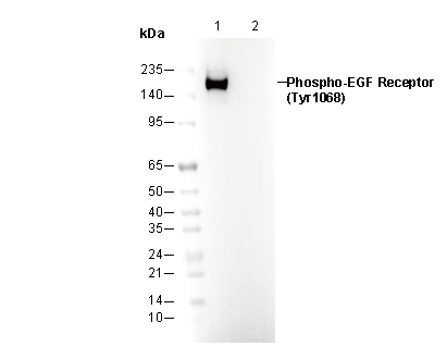 Phospho-EGF Receptor (Tyr1068) Antibody