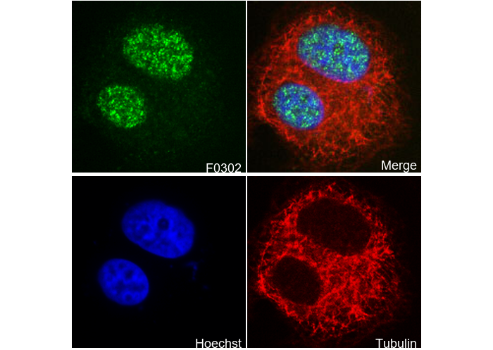 Phospho-Rb (Ser807/811) Antibody