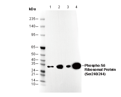 Phospho-S6 Ribosomal Protein (Ser240/244) Antibody