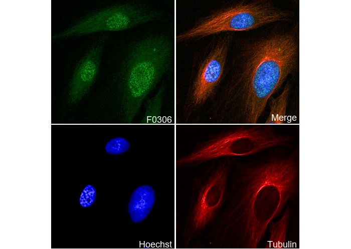 Phospho-cdc2 (Tyr15) Antibody