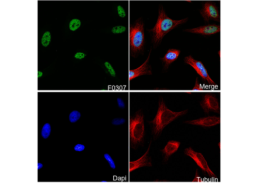 SUZ12 Antibody