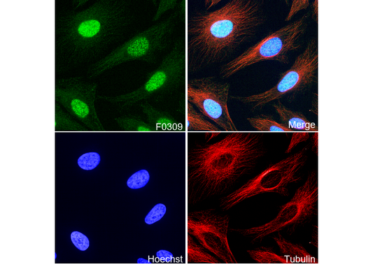 Smad2 Antibody