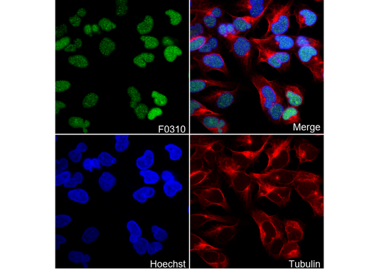 Sox2 Antibody