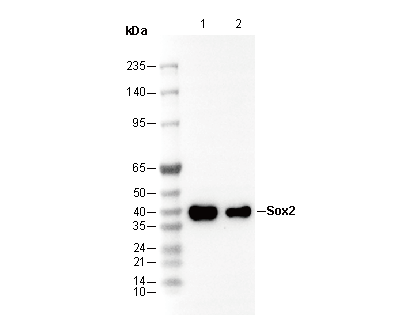 Sox2 Antibody