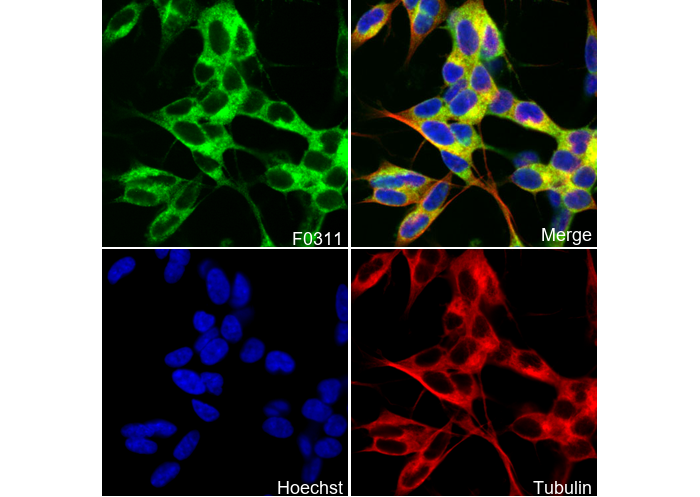 Tuberin/TSC2 Antibody