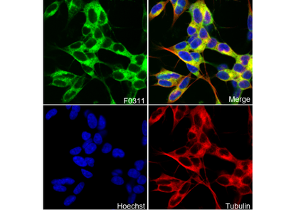 Tuberin/TSC2 Antibody