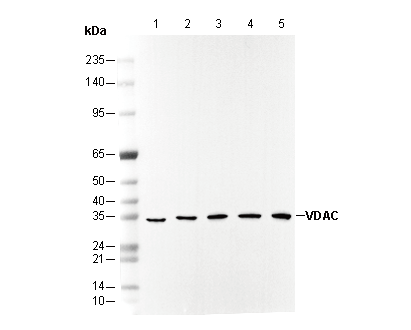 VDAC Antibody