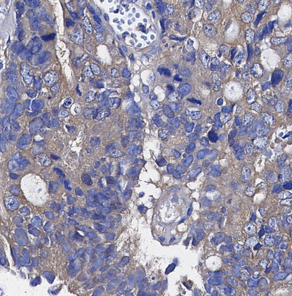 eIF2α Antibody