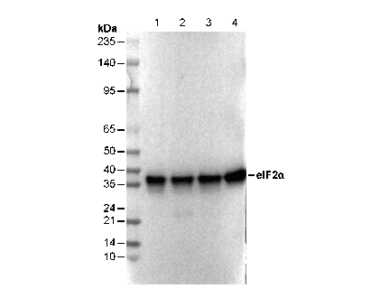 eIF2α Antibody