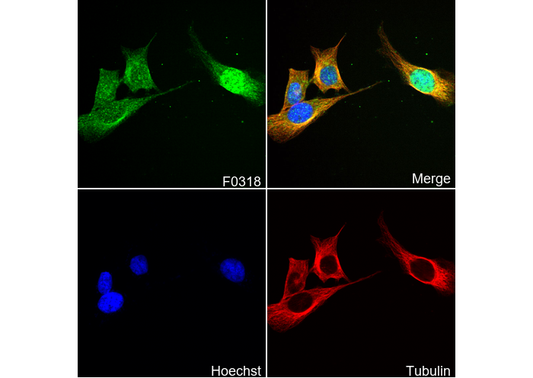 ATF-4 Antibody
