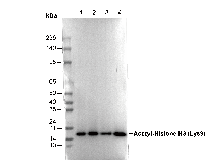 Acetyl-Histone H3 (Lys9) Antibody