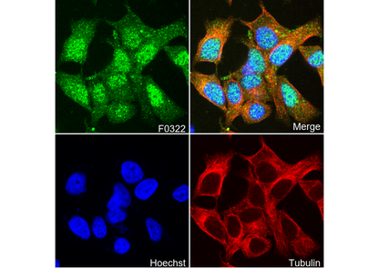 CDK4 Antibody