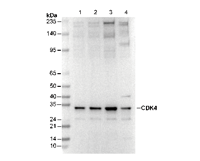 CDK4 Antibody
