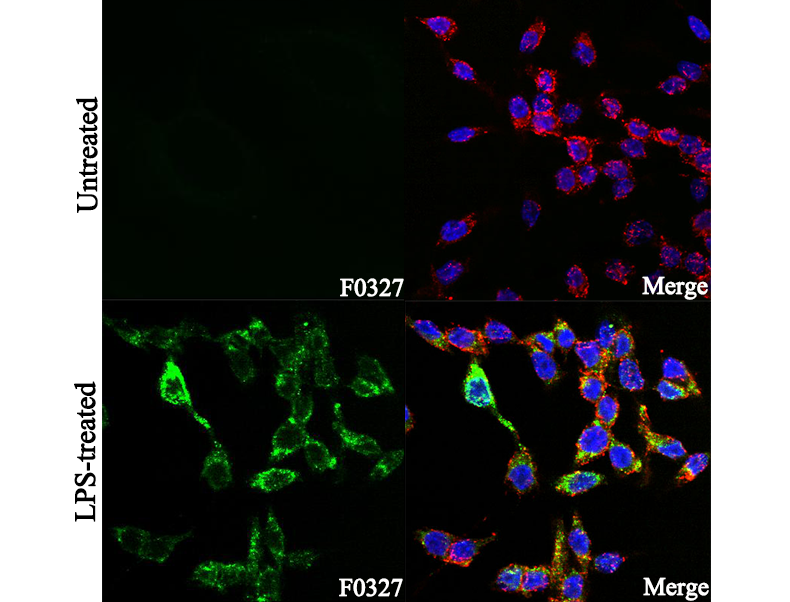 COX2 / Cyclooxygenase 2 Antibody