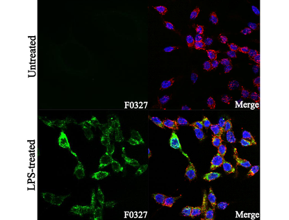 COX2 / Cyclooxygenase 2 Antibody
