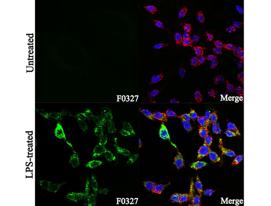 COX2 / Cyclooxygenase 2 Antibody