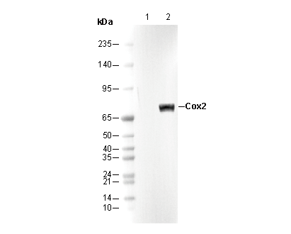 COX2 / Cyclooxygenase 2 Antibody
