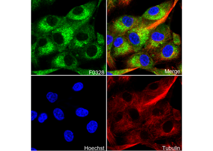 DRP1 Antibody