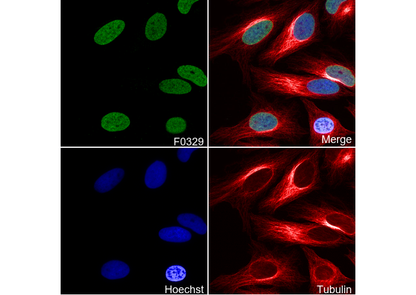 Histone H3 (di methyl Lys27) Antibody