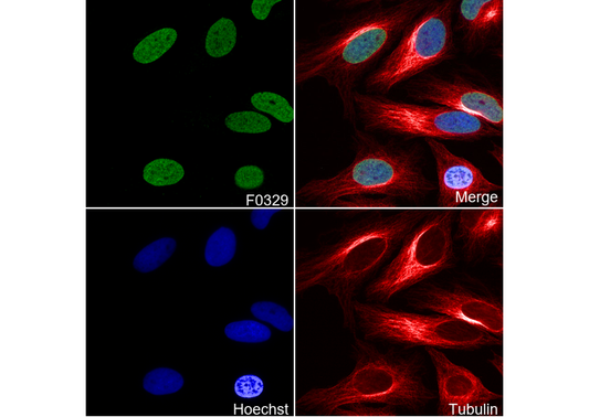 Histone H3 (di methyl Lys27) Antibody