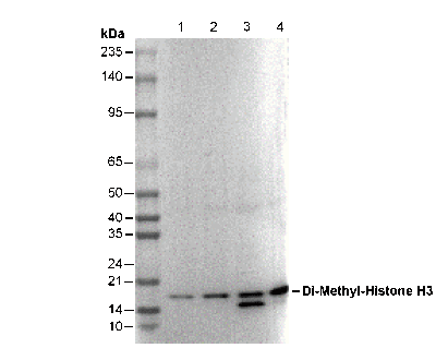 Histone H3 (di methyl Lys27) Antibody