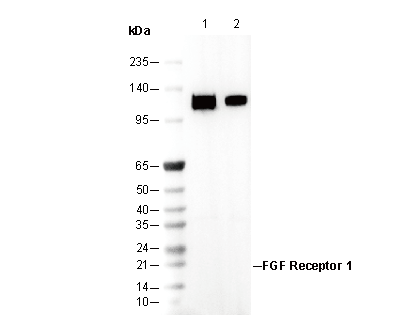 FGF Receptor 1 Antibody