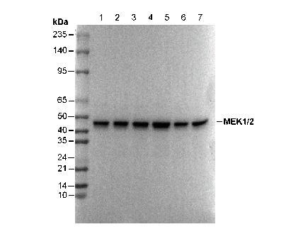 MEK1/2 Antibody