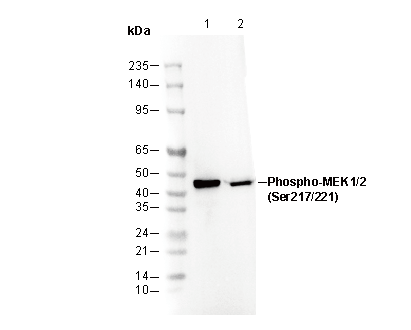 Phospho-MEK1/2 (Ser217/221) Antibody