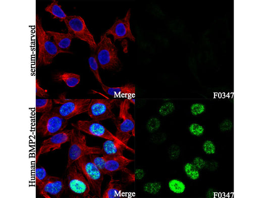 Phospho-Smad1/5/9 (S463/465, S463/465, S465/467) Antibody