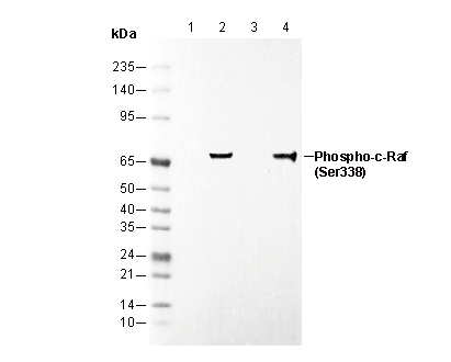 Phospho-c-Raf (Ser338) Antibody