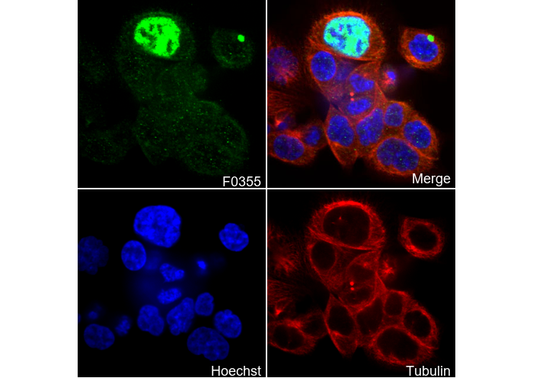 Phospho-p53 (Ser15) Antibody