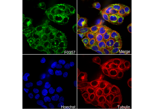 RAB7 Antibody