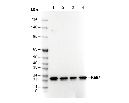 RAB7 Antibody