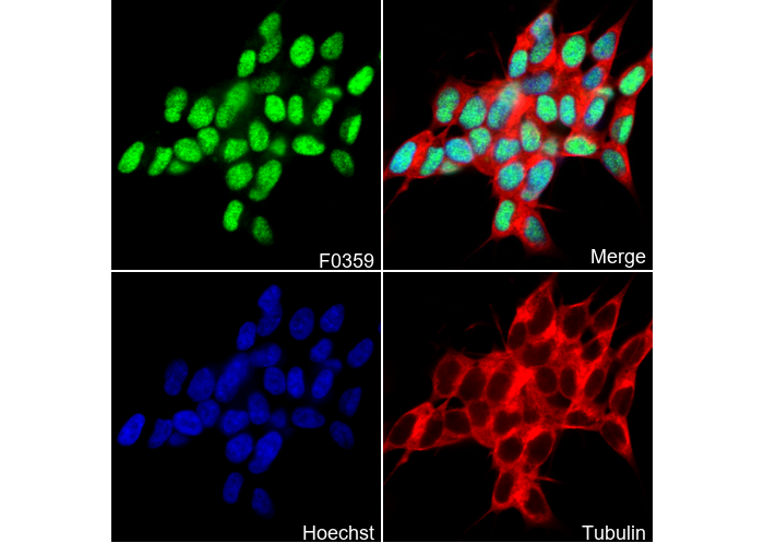 Rb Antibody