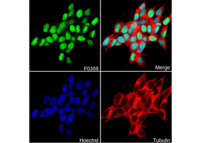 Rb Antibody
