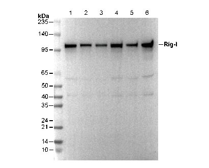 Rig-I Antibody