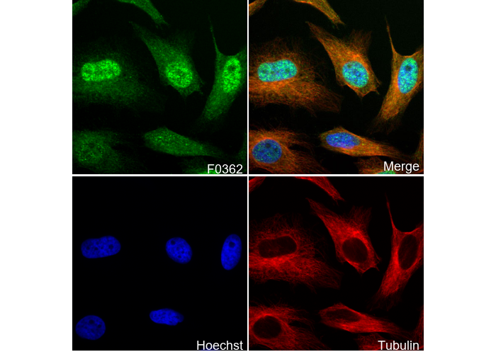Slug Antibody