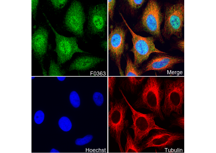 Smad2/3 Antibody