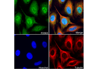 Smad2/3 Antibody